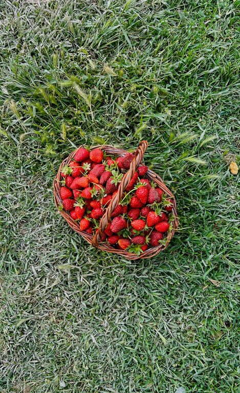 How to Plan a Simple Picnic at a Local Park